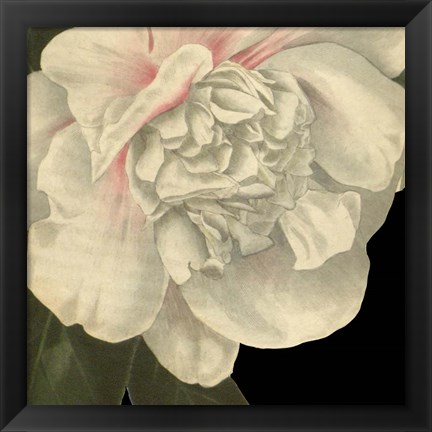 Framed Dramatic Camellia II Print