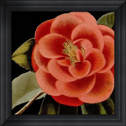 Framed Dramatic Camellia III Print