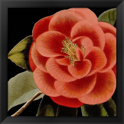 Framed Dramatic Camellia III Print