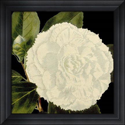 Framed Dramatic Camellia IV Print
