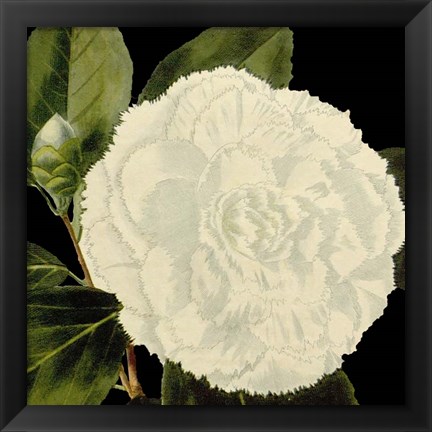 Framed Dramatic Camellia IV Print