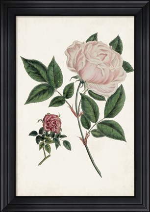 Framed Vintage Rose Clippings I Print