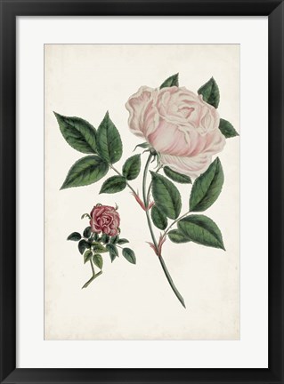 Framed Vintage Rose Clippings I Print