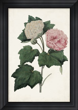 Framed Vintage Rose Clippings II Print