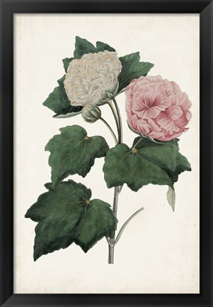 Framed Vintage Rose Clippings II Print