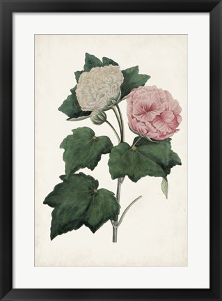 Framed Vintage Rose Clippings II Print