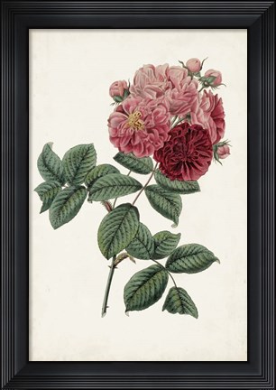 Framed Vintage Rose Clippings III Print