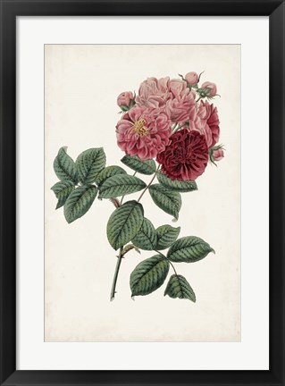 Framed Vintage Rose Clippings III Print
