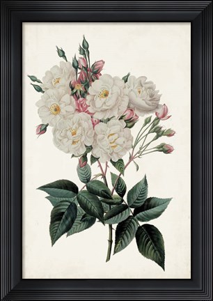 Framed Vintage Rose Clippings IV Print
