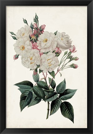 Framed Vintage Rose Clippings IV Print