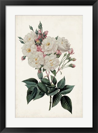 Framed Vintage Rose Clippings IV Print