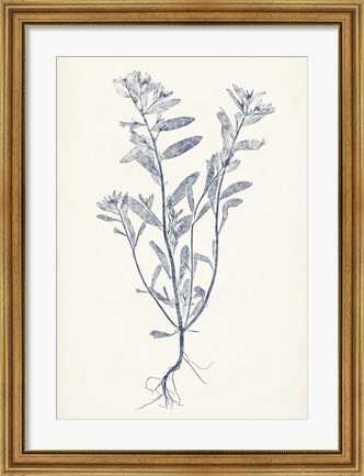 Framed Navy Botanicals II Print