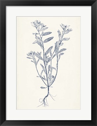 Framed Navy Botanicals II Print