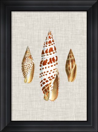 Framed Antique Shells on Linen I Print
