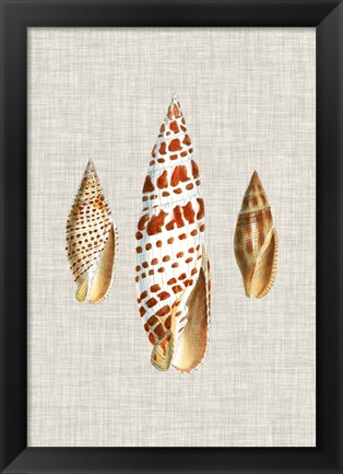 Framed Antique Shells on Linen I Print