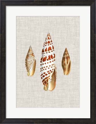 Framed Antique Shells on Linen I Print