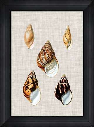 Framed Antique Shells on Linen II Print