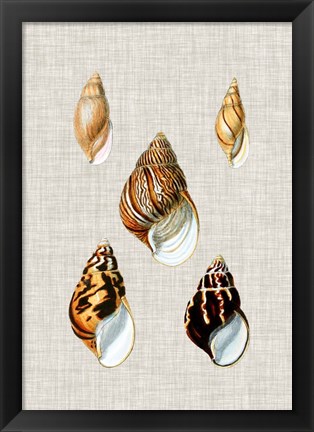 Framed Antique Shells on Linen II Print