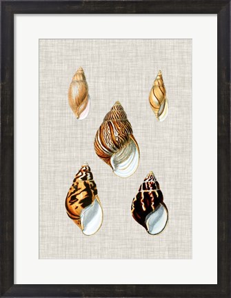 Framed Antique Shells on Linen II Print