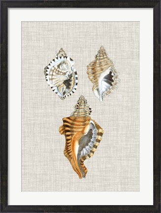 Framed Antique Shells on Linen III Print