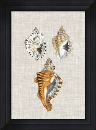 Framed Antique Shells on Linen III Print