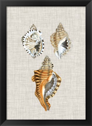 Framed Antique Shells on Linen III Print