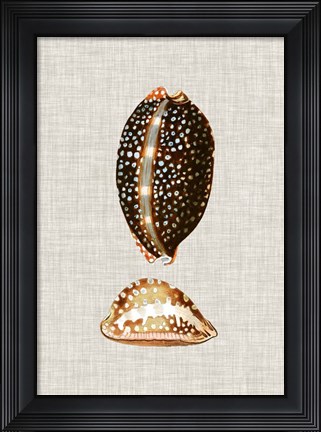 Framed Antique Shells on Linen IV Print