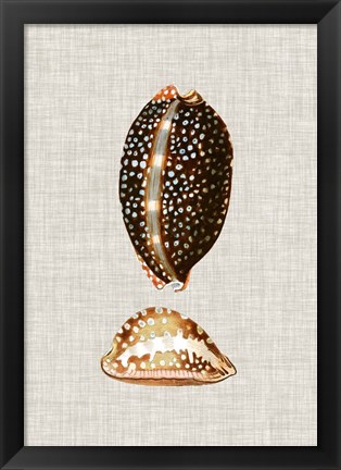 Framed Antique Shells on Linen IV Print