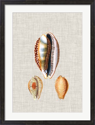 Framed Antique Shells on Linen V Print
