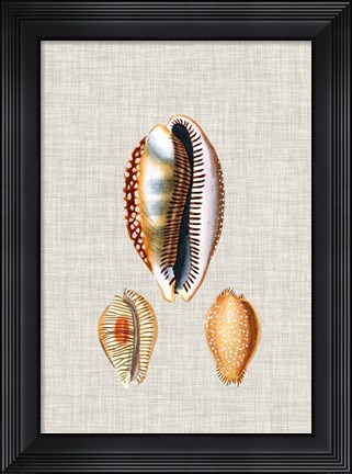 Framed Antique Shells on Linen V Print