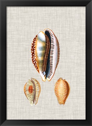 Framed Antique Shells on Linen V Print