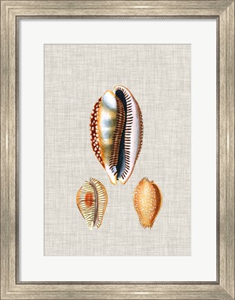 Framed Antique Shells on Linen V Print