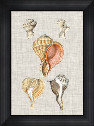 Framed Antique Shells on Linen VI Print