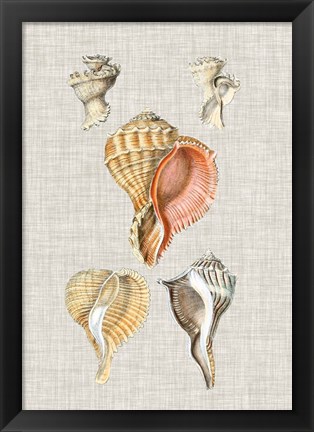 Framed Antique Shells on Linen VI Print