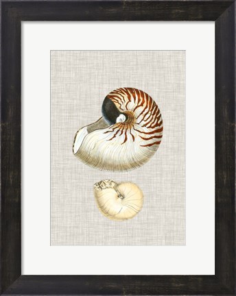 Framed Antique Shells on Linen VII Print