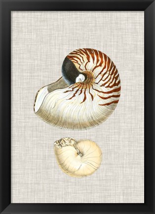 Framed Antique Shells on Linen VII Print