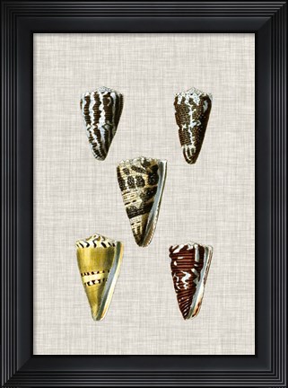 Framed Antique Shells on Linen VIII Print