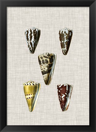 Framed Antique Shells on Linen VIII Print