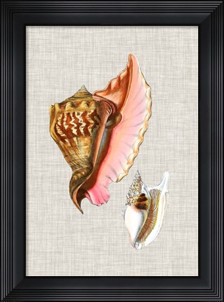 Framed Antique Shells on Linen IX Print