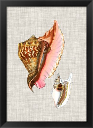 Framed Antique Shells on Linen IX Print