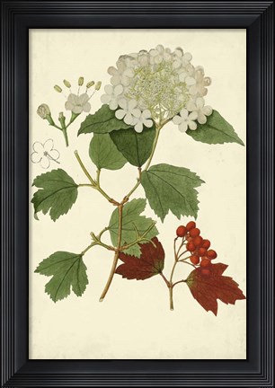 Framed Flowering Viburnum I Print