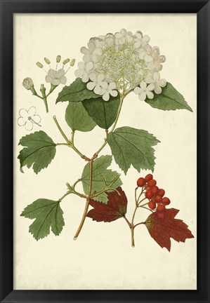 Framed Flowering Viburnum I Print