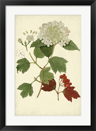 Framed Flowering Viburnum I Print