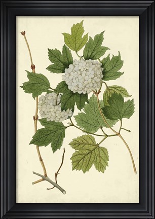Framed Flowering Viburnum II Print