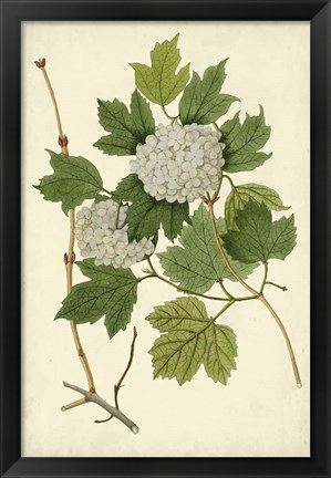 Framed Flowering Viburnum II Print