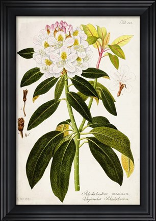 Framed Vintage Rhododendron I Print