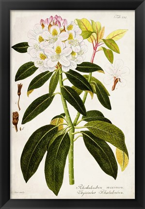 Framed Vintage Rhododendron I Print