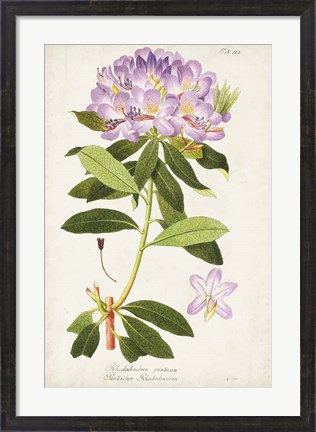 Framed Vintage Rhododendron II Print
