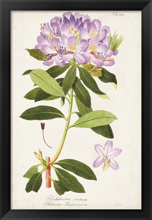 Framed Vintage Rhododendron II Print