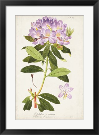 Framed Vintage Rhododendron II Print